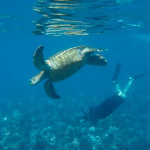 Swimming with Turtles
